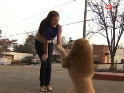 Американцы испугались собаки с львиной гривой.