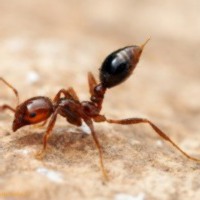 Карьера муравья